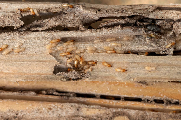 Best Spider Control Near Me  in Eaton, IN